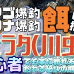 ●アマゴやイワナが大好き！超簡単！！現地で川虫を大量に無料調達、爆釣必須の渓流餌釣りの餌の捕り方。『ヒラタ』が抜群！！●