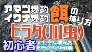 ●アマゴやイワナが大好き!超簡単!!現地で川虫を大量に無料調達、爆釣必須の渓流餌釣りの餌の捕り方。『ヒラタ』が抜群!!●