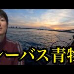 浜名湖海釣り公園へシーバス、青物調査🔥