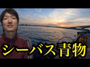 浜名湖海釣り公園へシーバス、青物調査🔥