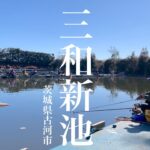 いつも高活性な三和新池でへらぶな釣り