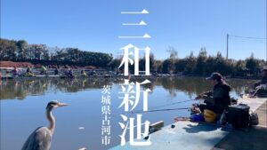 いつも高活性な三和新池でへらぶな釣り