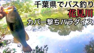 花見川でバス釣り　千葉県　印旛沼水系