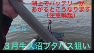 牛久沼でスピナーベイトだけ持ってブタバス狙ったら、ありえない一日になりました