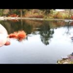 管理釣り場爆釣フライ！これ一つだけで釣りをしてみる