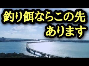 【浜名湖釣り場偵察】🎣餌釣りハイシーズン間近!必ず知っておきたい浜名湖の釣具店さん🐟