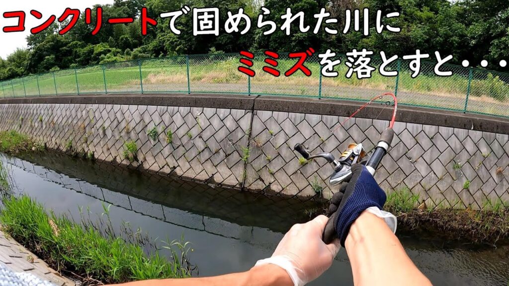 コンクリに固められた川にミミズを落とすと・・・