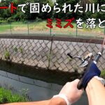コンクリに固められた川にミミズを落とすと・・・