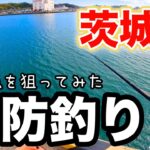 茨城の漁港でのんびり堤防釣り この小さなアタリがクセになる…旬の美味しい魚を狙ってみた！