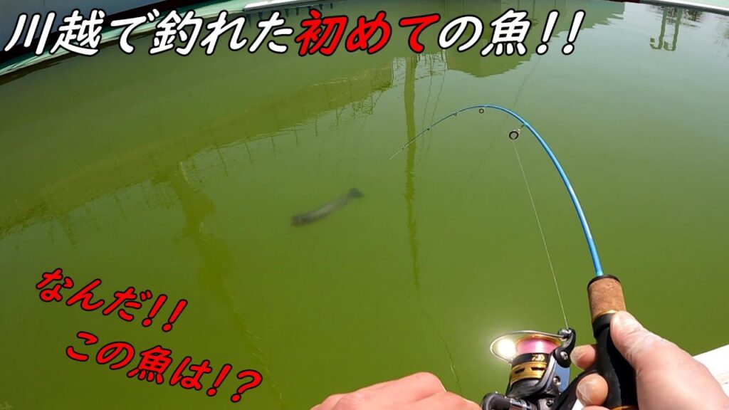 なんだ？この魚！？初めて釣れました！！