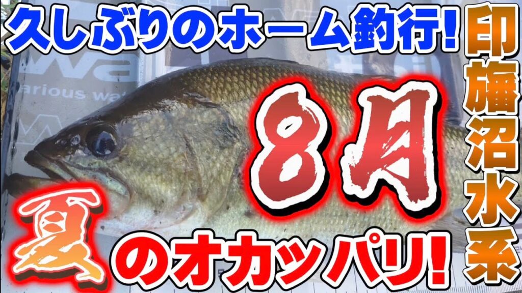 【印旛沼水系】夏攻略!時合!?条件!?タイミング!? バス釣り バスフィッシング【印旛沼】