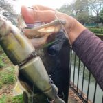 【真秋の城沼】魚喰いにはアユクローン【多々良沼】【アユクローン】【バス釣り】