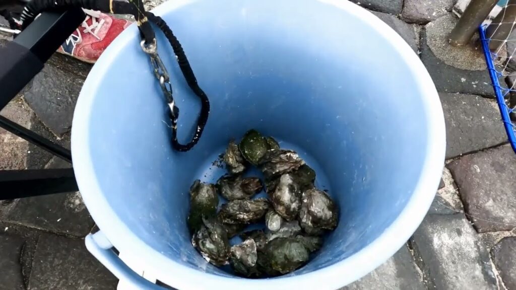 南浜名湖の釣り　魚釣れています