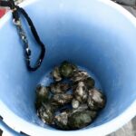 南浜名湖の釣り　魚釣れています