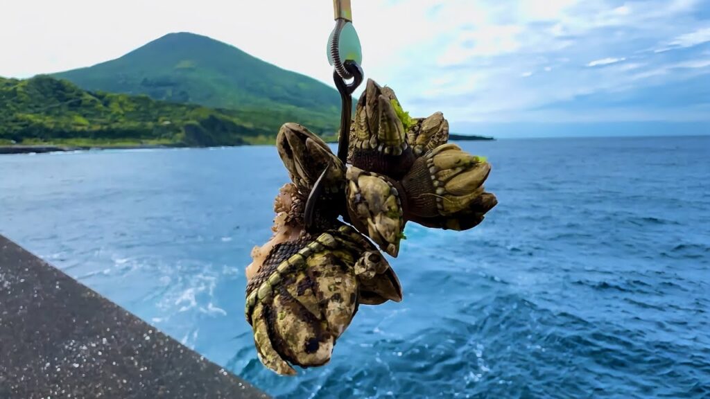 カメノテをエサにしたら化け物が釣れてしまった…
