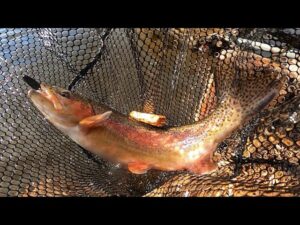 千葉ウォルトガーデンでエリアトラウトフィッシング!【スイッチバックスプーン/管理釣り場/初心者】