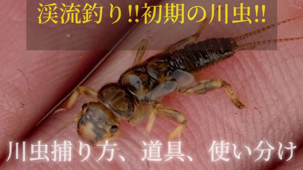 渓流釣り‼️初期の川虫‼️川虫の捕り方、道具、使い分け。