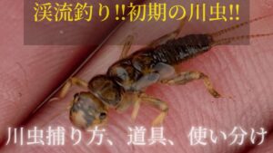 渓流釣り‼️初期の川虫‼️川虫の捕り方、道具、使い分け。
