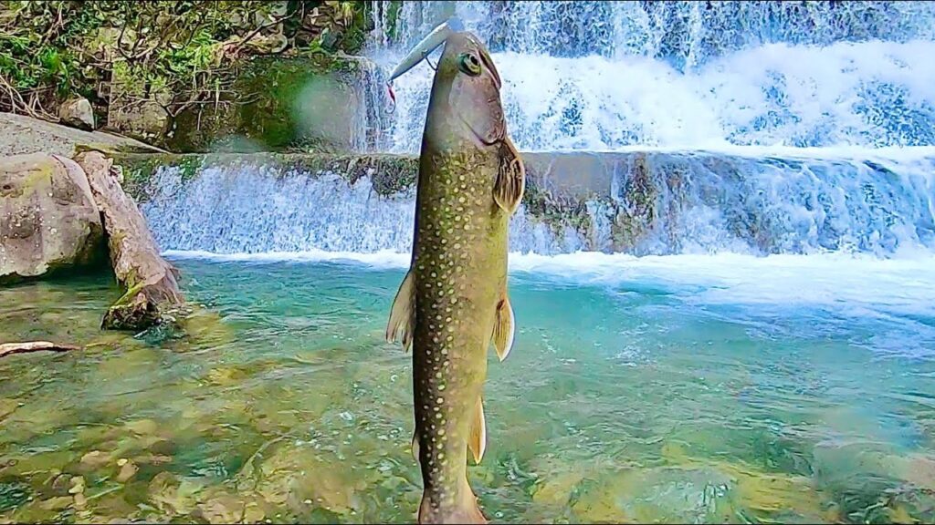レベチ山奥の川まで釣りいってみた