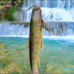 レベチ山奥の川まで釣りいってみた