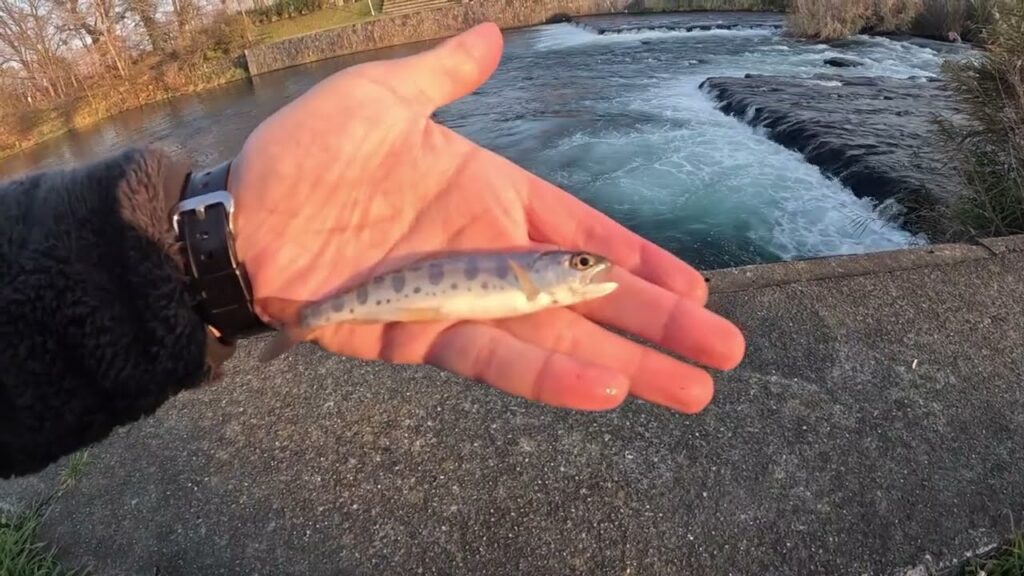 千歳川 クソ寒い日に夕まずめ狙いで釣りした結果…