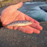 千歳川 クソ寒い日に夕まずめ狙いで釣りした結果…