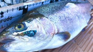 【執念】諦めずに"あのルアー"を投げ続け、ついに高級ブランドサーモンを釣り上げた!【エリアトラウト】【管理釣り場】