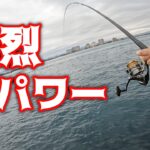 【紀州釣り】強烈パワーの浜名湖のチヌ！容赦ない引きに腕がパンパン【黒鯛釣り】【釣武者】