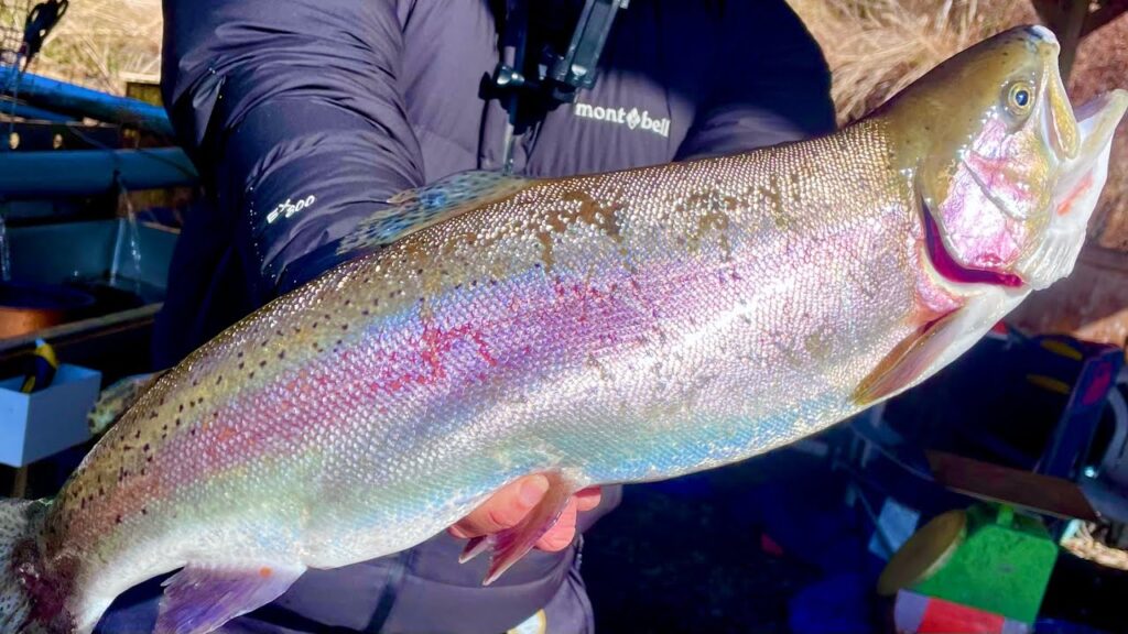 巨大魚ひしめく管釣りで極上赤身サーモン釣って食う【エリアトラウト】【管理釣り場】【黒保根フィッシング】