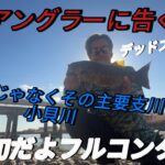 【バス釣り】関東アングラーに告ぐ！利根川だけじゃなかった！主要支川の小貝川も行ってみて！今が旬だよフルコン祭り開催中…？