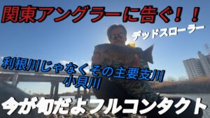 【バス釣り】関東アングラーに告ぐ！利根川だけじゃなかった！主要支川の小貝川も行ってみて！今が旬だよフルコン祭り開催中…？
