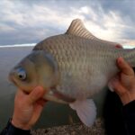 ヘラブナ釣りの遊園地みたいな水系で遊ぶのが私の人生