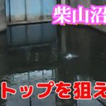 柴山沼水路バス釣り トップウォーターでコバッチにモテモテ遊ばれてきました【予告あり】