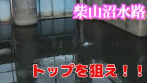 柴山沼水路バス釣り トップウォーターでコバッチにモテモテ遊ばれてきました【予告あり】