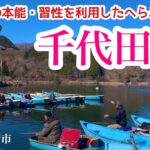 魚の本能・習性を利用した釣り  千代田湖 へらぶな釣り