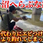 びん沼でへらぶな釣り！力玉の代わりにエビつけたら力玉より釣れてしまった‥どゆこと‥w