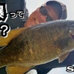 yasu 春に「たまたま」連発した【バス釣り】川スモールマウスバス2025年3月River Bass Fishing