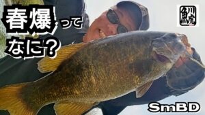 yasu 春に「たまたま」連発した【バス釣り】川スモールマウスバス2025年3月River Bass Fishing