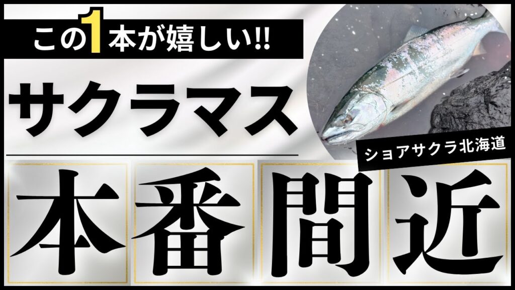 【北海道】【釣り】【サクラマス】サクラマス本番間近‼道南日本海で貴重な1本ゲット🤗＃サクラマス＃ショアサクラ#ルアーフィッシング