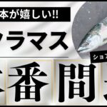 【北海道】【釣り】【サクラマス】サクラマス本番間近‼道南日本海で貴重な1本ゲット🤗＃サクラマス＃ショアサクラ#ルアーフィッシング
