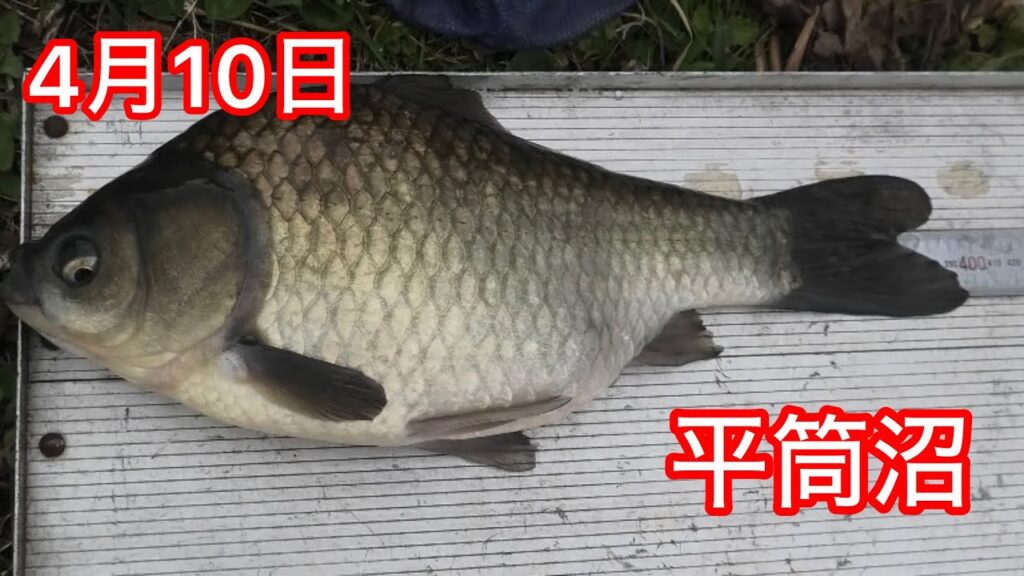 へら鮒釣り　平筒沼　ハタキの前　大型狙い　この1枚