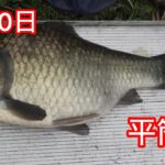 へら鮒釣り　平筒沼　ハタキの前　大型狙い　この1枚