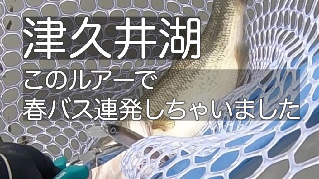 津久井湖で1日20本以上釣れた釣り方