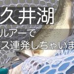 津久井湖で1日20本以上釣れた釣り方
