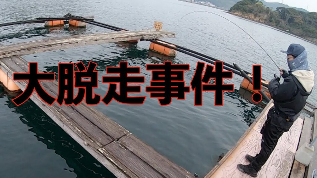【衝撃】真鯛2000匹が脱走したイカダでアジングをしたら・・・【海釣り】