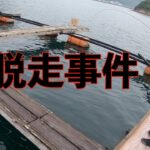 【衝撃】真鯛2000匹が脱走したイカダでアジングをしたら・・・【海釣り】