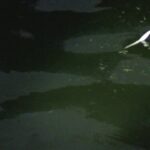 別所沼釣り映像2018.8.18.18.52