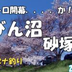 ひげトロ開幕か！？びん沼砂塚橋　ヘラブナ釣り　2020.4.3