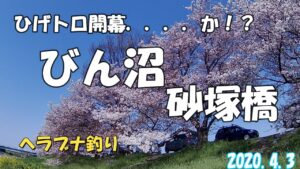 ひげトロ開幕か！？びん沼砂塚橋　ヘラブナ釣り　2020.4.3