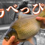 印旛沼の草むらで巨ベラとデラべっぴんを探すのが私の人生【2024印旛沼 前篇】利根川 栗山川 乗っ込みヘラブナ釣り
